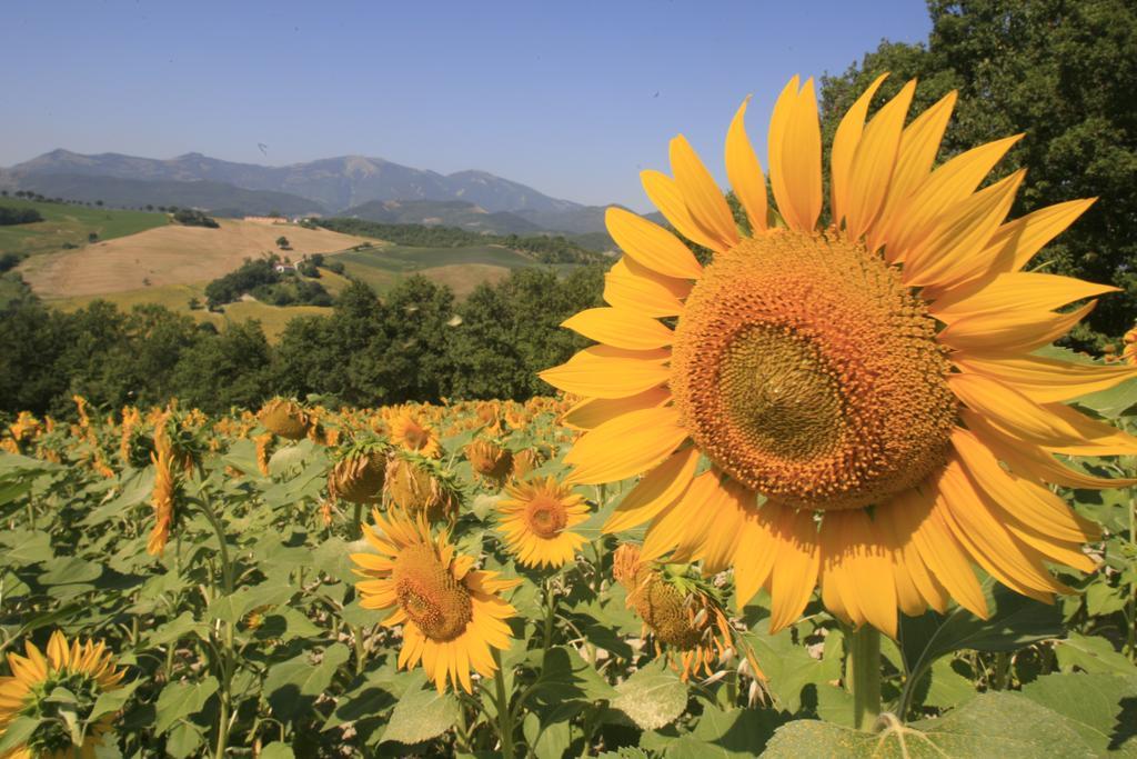 Agriturismo Il Fienile Di Ca Battista Кали Екстериор снимка
